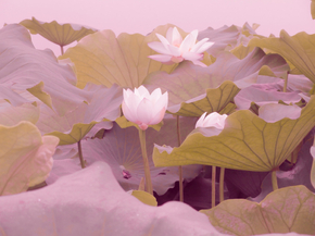 Lotus | Лотос