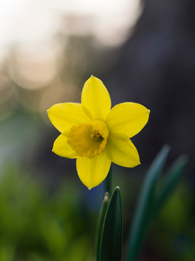 Narcissus | Нарцисс