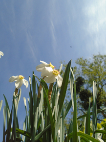 Narcissus | Нарцисс