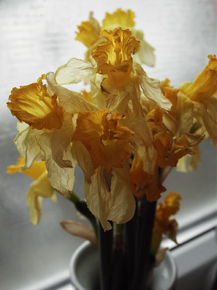 Narcissus | Нарцисс