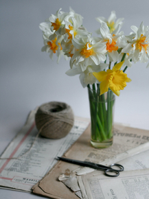 Narcissus | Нарцисс