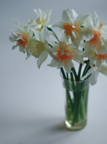 Narcissus | Нарцисс