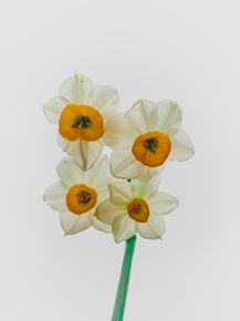 Narcissus | Нарцисс