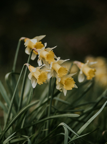 Narcissus | Нарцисс