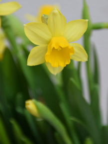 Narcissus | Нарцисс