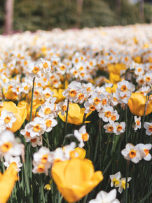 Narcissus | Нарцисс