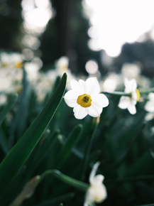 Narcissus | Нарцисс