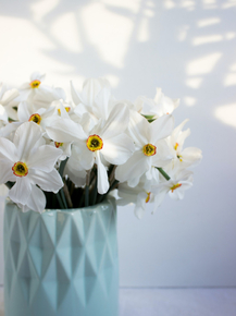 Narcissus | Нарцисс