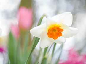 Narcissus | Нарцисс