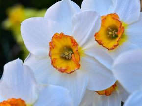 Narcissus | Нарцисс
