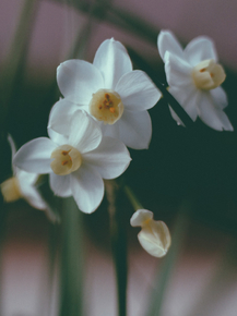Narcissus | Нарцисс