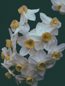 Narcissus | Нарцисс