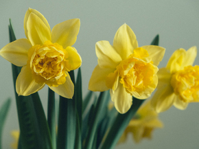 Narcissus | Нарцисс