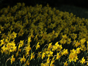 Narcissus | Нарцисс