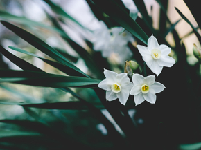 Narcissus | Нарцисс