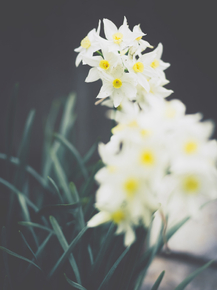 Narcissus | Нарцисс