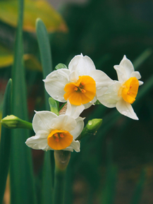Narcissus | Нарцисс