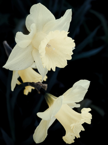 Narcissus | Нарцисс