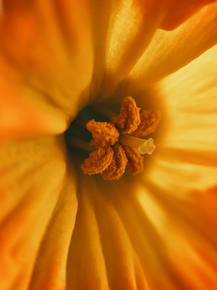 Narcissus | Нарцисс
