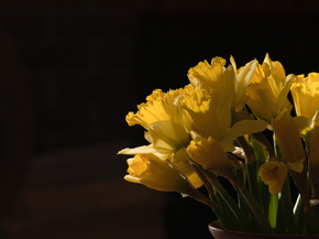 Narcissus | Нарцисс