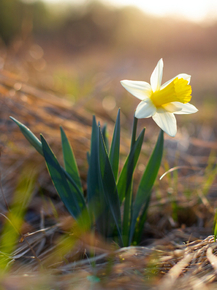 Narcissus | Нарцисс