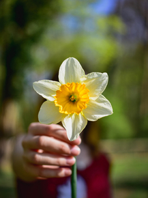 Narcissus | Нарцисс