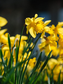 Narcissus | Нарцисс