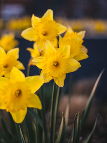 Narcissus | Нарцисс