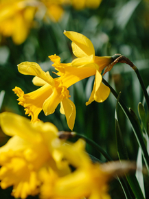 Narcissus | Нарцисс