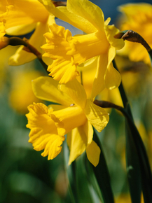 Narcissus | Нарцисс