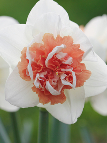 Narcissus | Нарцисс