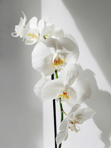 Orchid | Орхидеи