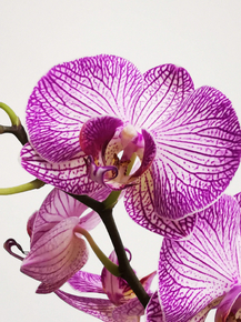 Orchid | Орхидеи