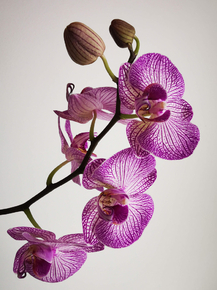 Orchid | Орхидеи