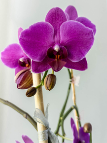 Orchid | Орхидеи