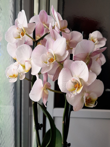 Orchid | Орхидеи