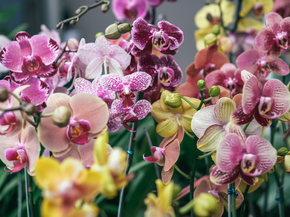 Orchid | Орхидеи