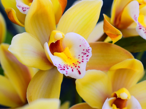 Orchid | Орхидеи