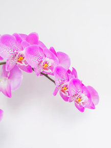 Orchid | Орхидеи