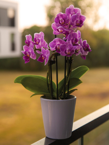 Orchid | Орхидеи