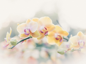 Orchid | Орхидеи
