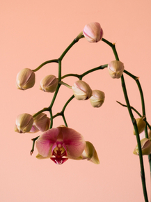 Orchid | Орхидеи