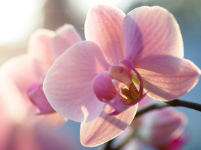 Orchid | Орхидеи