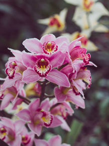 Orchid | Орхидеи