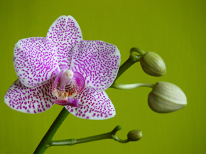 Orchid | Орхидеи