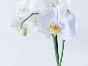 Orchid | Орхидеи
