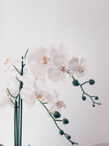 Orchid | Орхидеи