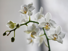 Orchid | Орхидеи