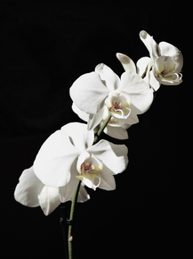 Orchid | Орхидеи