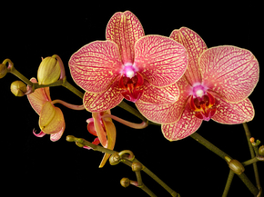 Orchid | Орхидеи